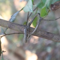 Uvaria sphenocarpa Hook.f. & Thomson